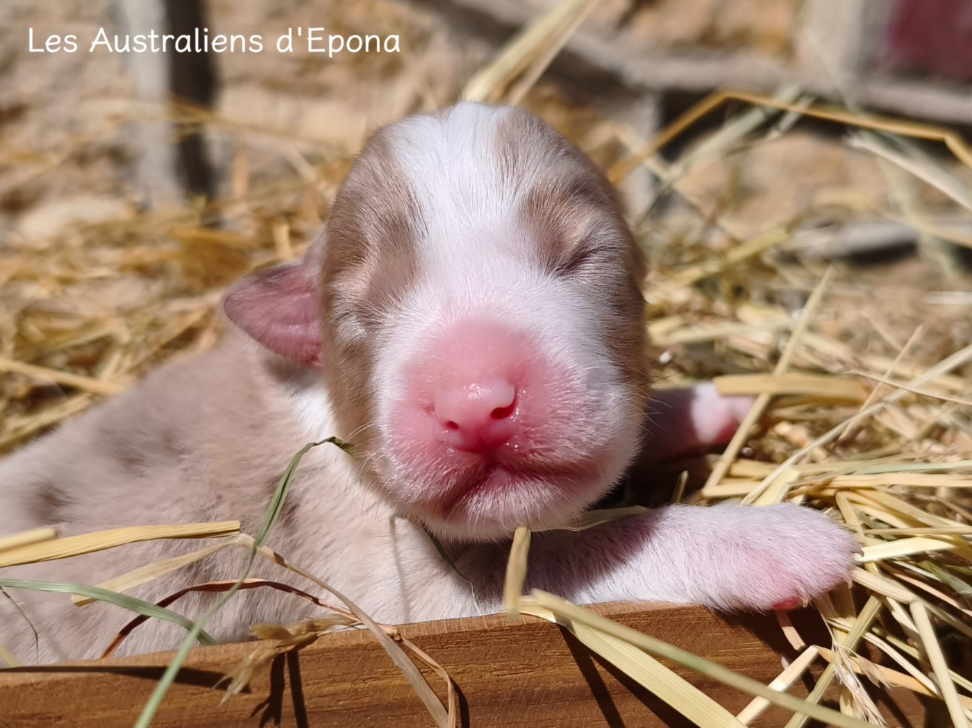 Des Australiens d'Epona - Chiots disponibles - Berger Australien