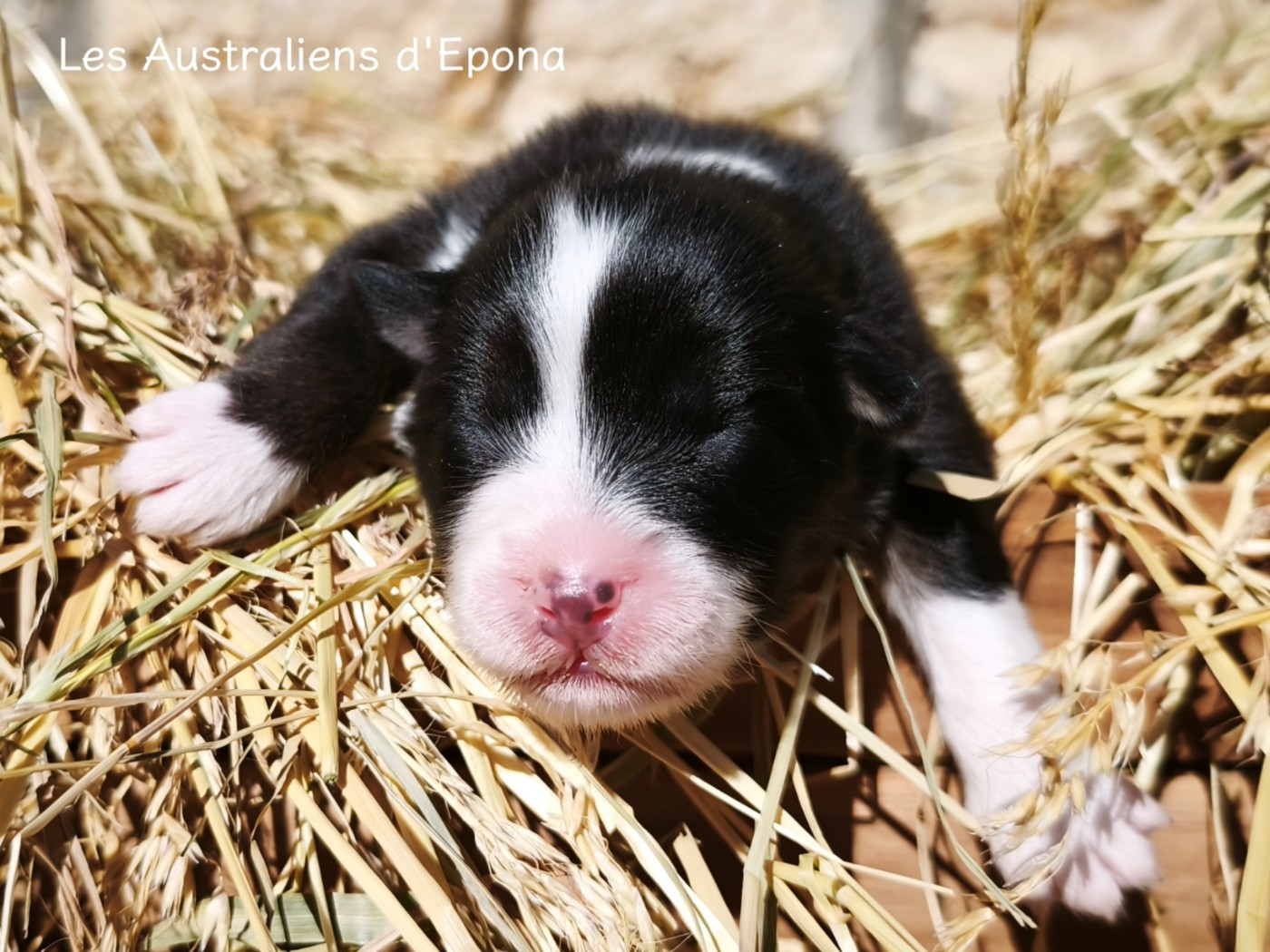 Des Australiens d'Epona - Chiots disponibles - Berger Australien