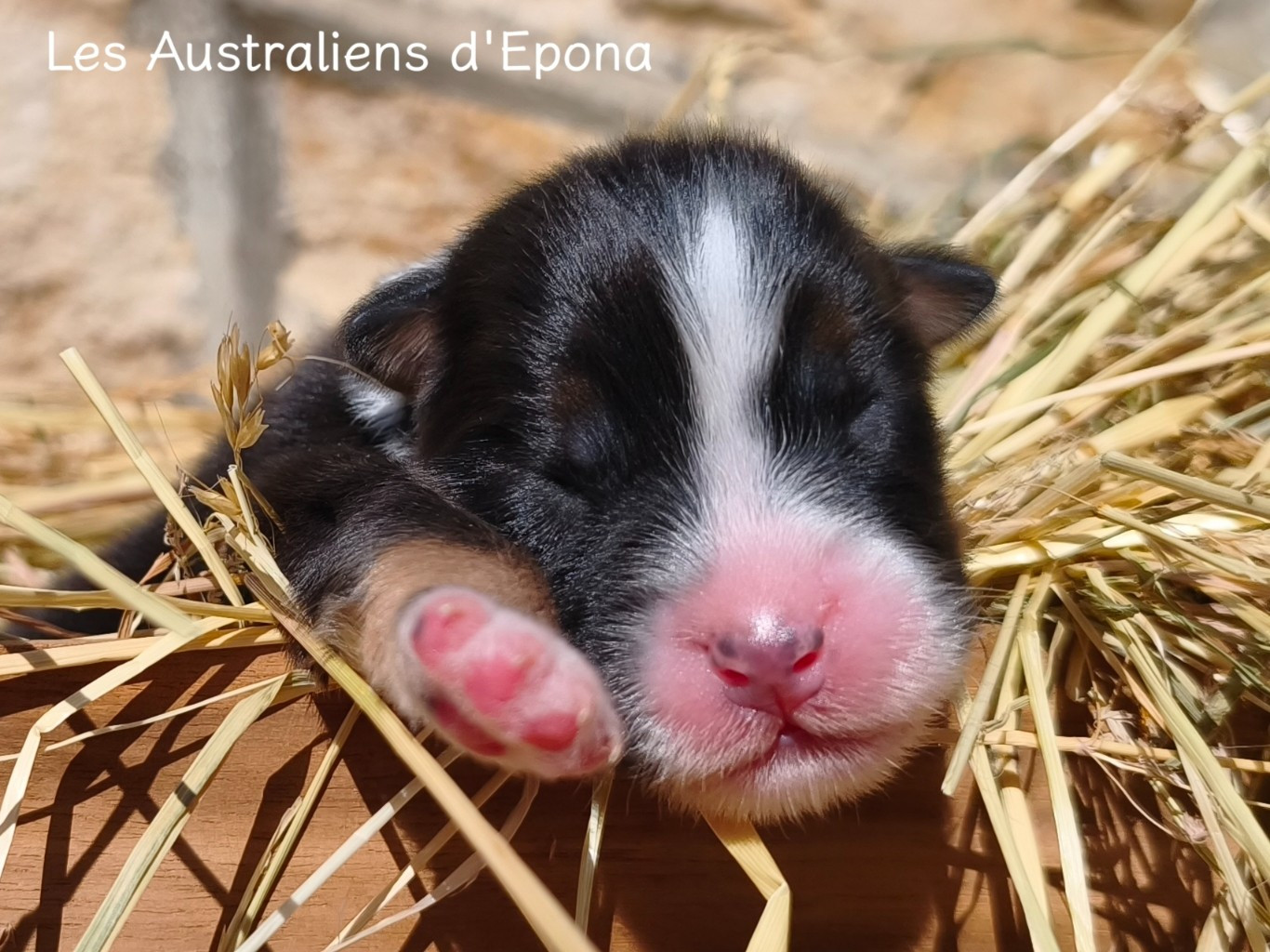 Des Australiens d'Epona - Chiots disponibles - Berger Australien