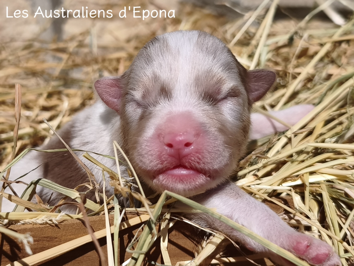 Des Australiens d'Epona - Chiots disponibles - Berger Australien