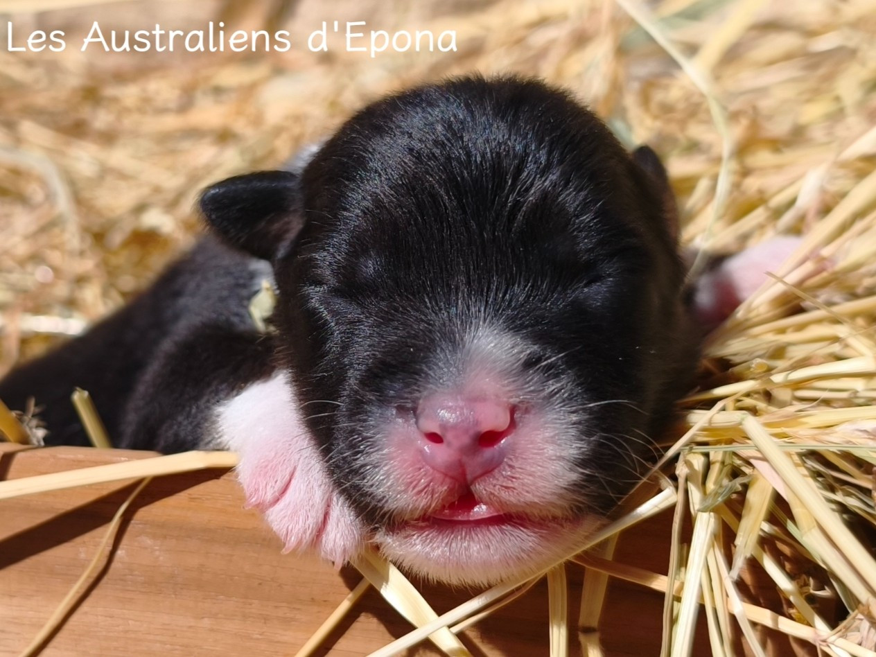 Des Australiens d'Epona - Chiots disponibles - Berger Australien