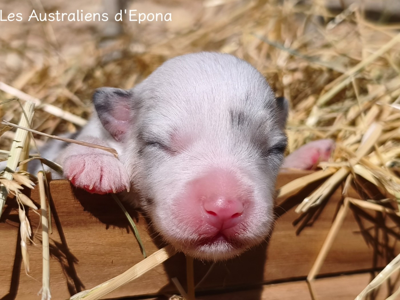 Des Australiens d'Epona - Chiots disponibles - Berger Australien