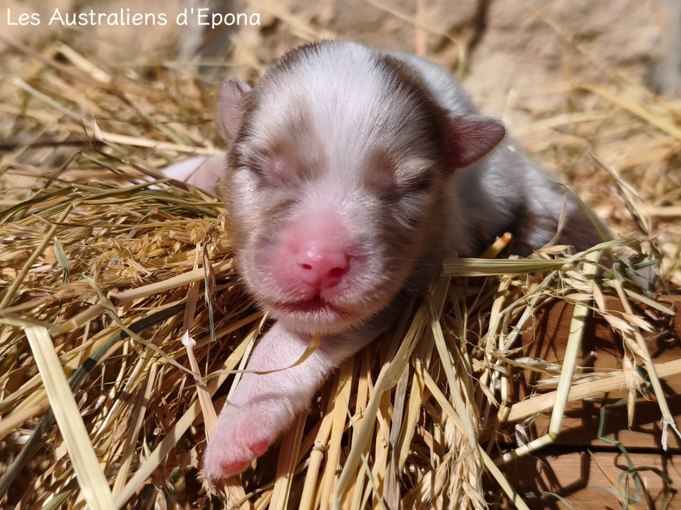 Des Australiens d'Epona - Chiots disponibles - Berger Australien