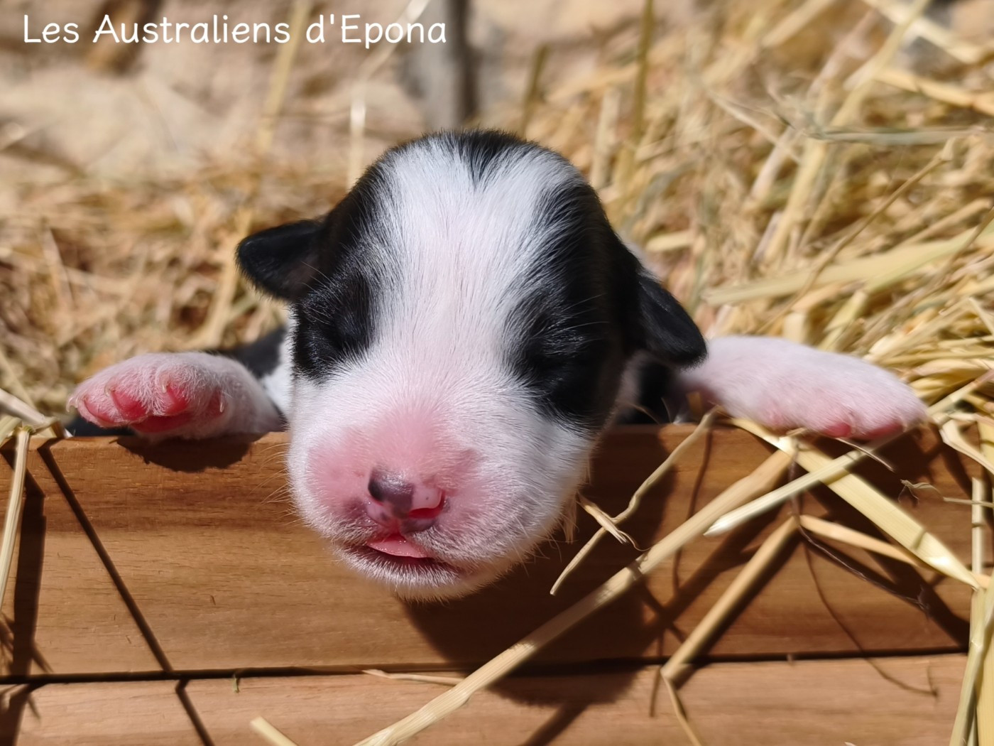 Des Australiens d'Epona - Chiots disponibles - Berger Australien