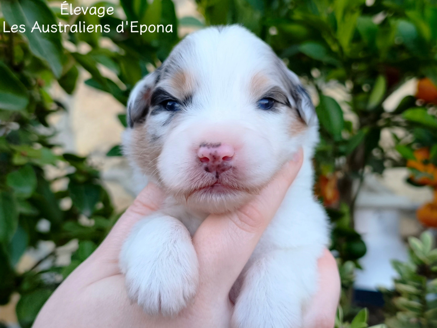Des Australiens d'Epona - Chiots disponibles - Berger Australien