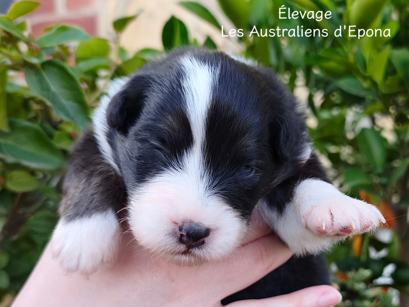 Des Australiens d'Epona - Chiots disponibles - Berger Australien