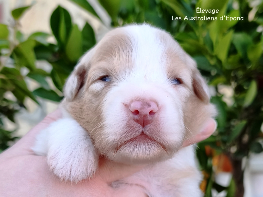 Des Australiens d'Epona - Chiots disponibles - Berger Australien