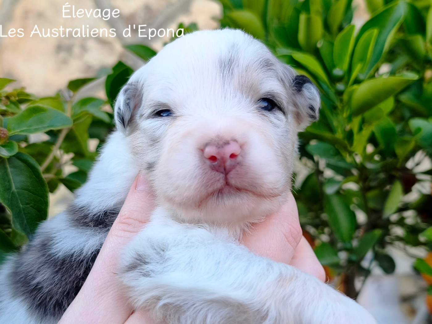 Des Australiens d'Epona - Chiots disponibles - Berger Australien