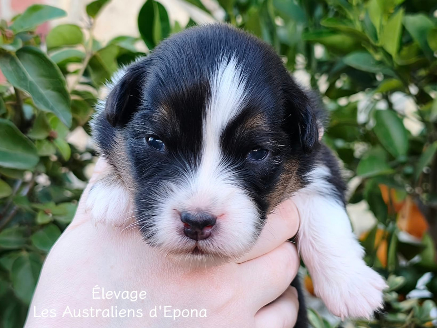 Des Australiens d'Epona - Chiots disponibles - Berger Australien
