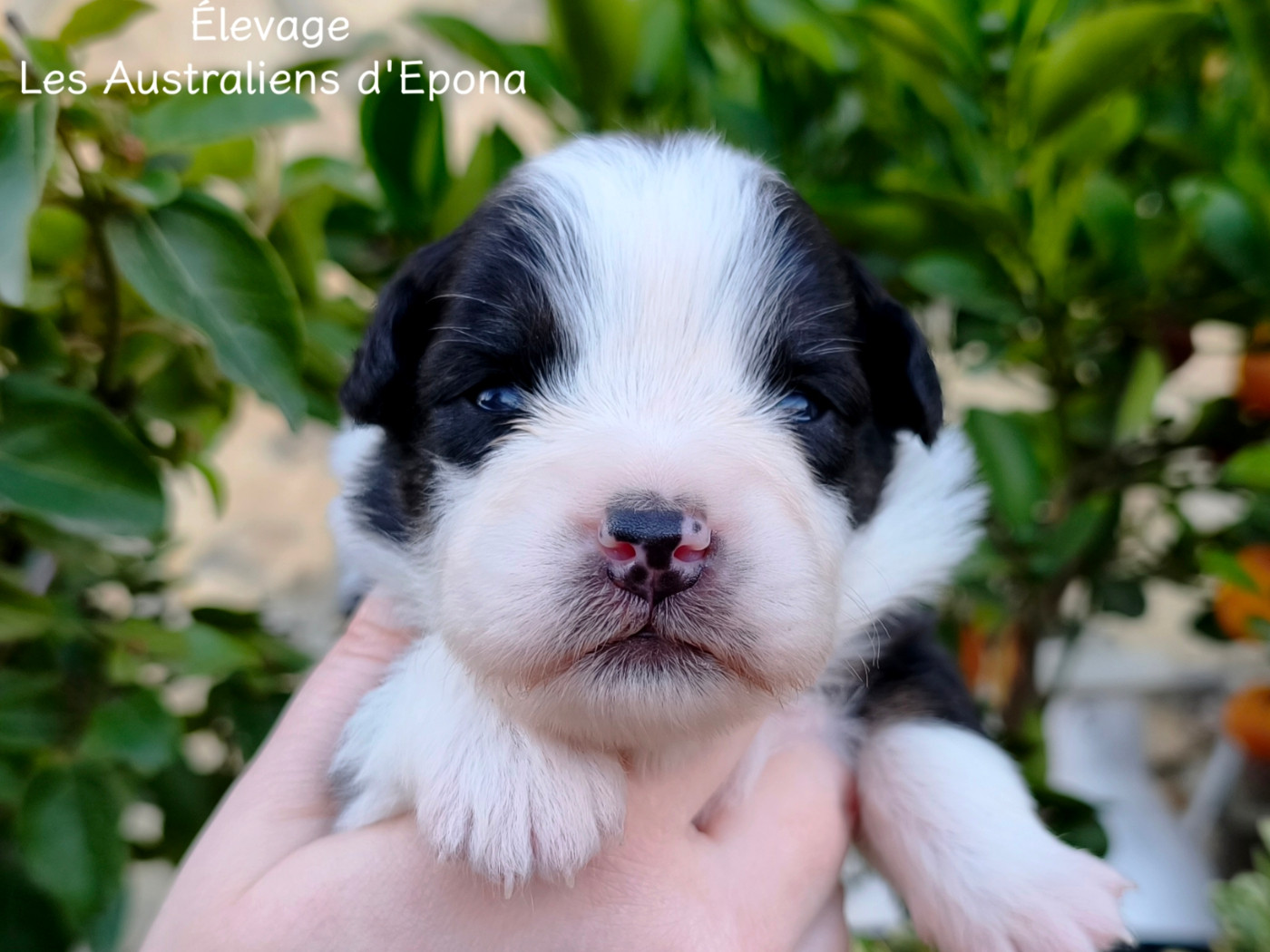 Des Australiens d'Epona - Chiots disponibles - Berger Australien
