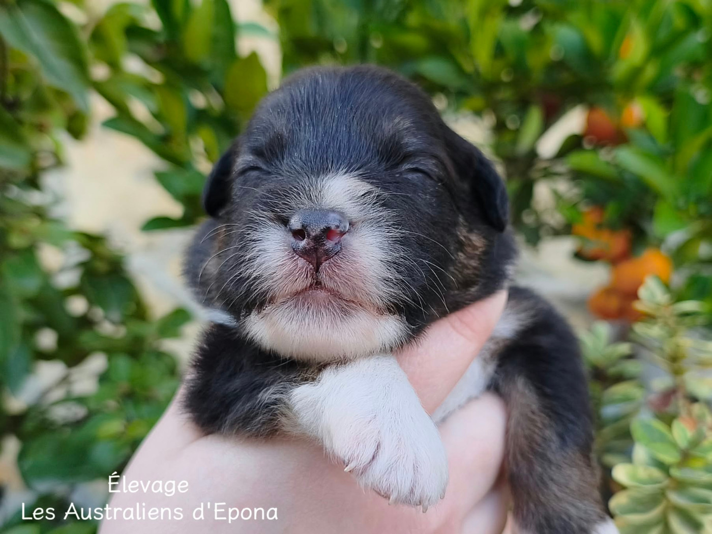 Des Australiens d'Epona - Chiots disponibles - Berger Australien