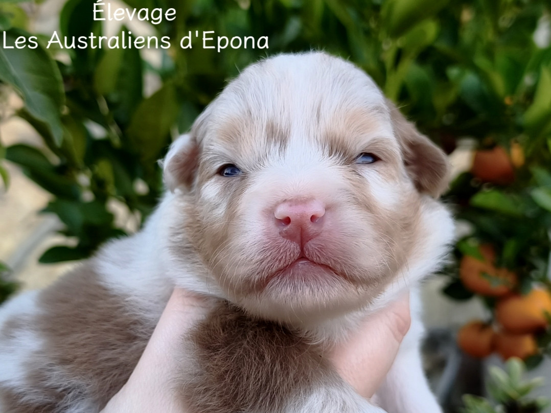Des Australiens d'Epona - Chiots disponibles - Berger Australien