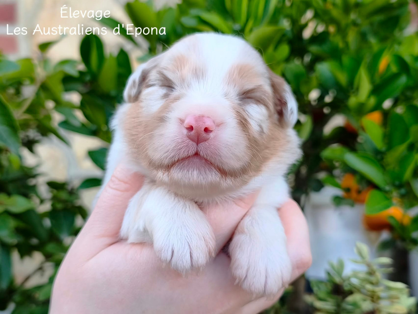 Des Australiens d'Epona - Chiots disponibles - Berger Australien