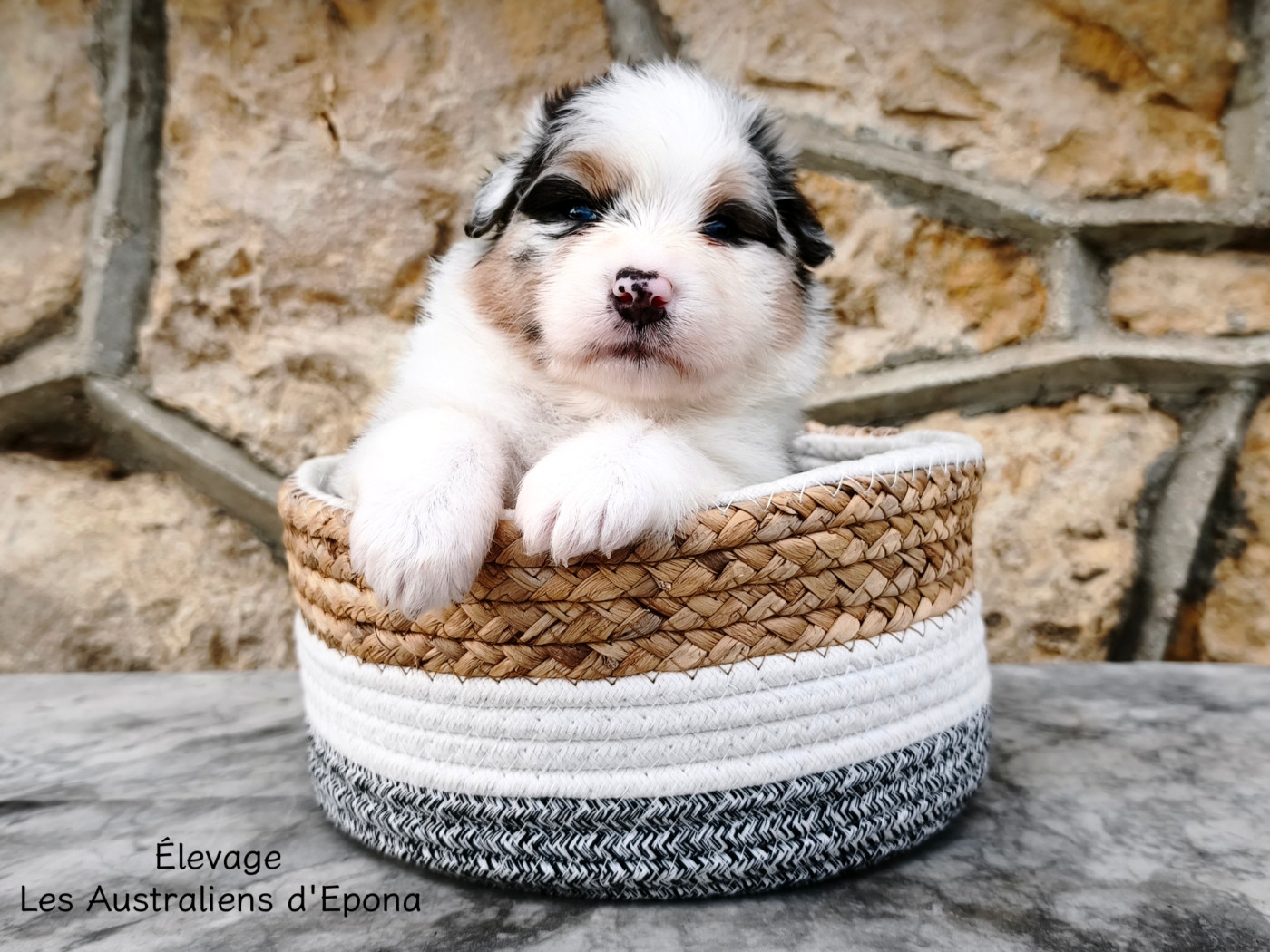 Des Australiens d'Epona - Chiots disponibles - Berger Australien