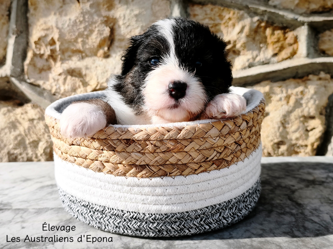 Des Australiens d'Epona - Chiots disponibles - Berger Australien