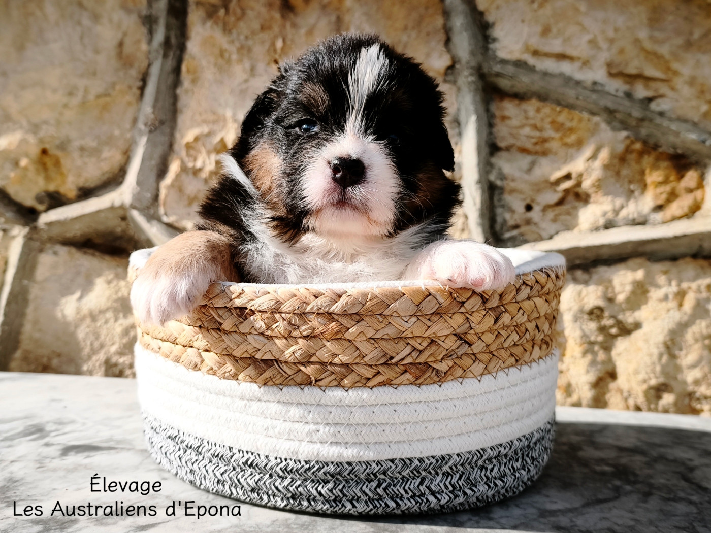 Des Australiens d'Epona - Chiots disponibles - Berger Australien