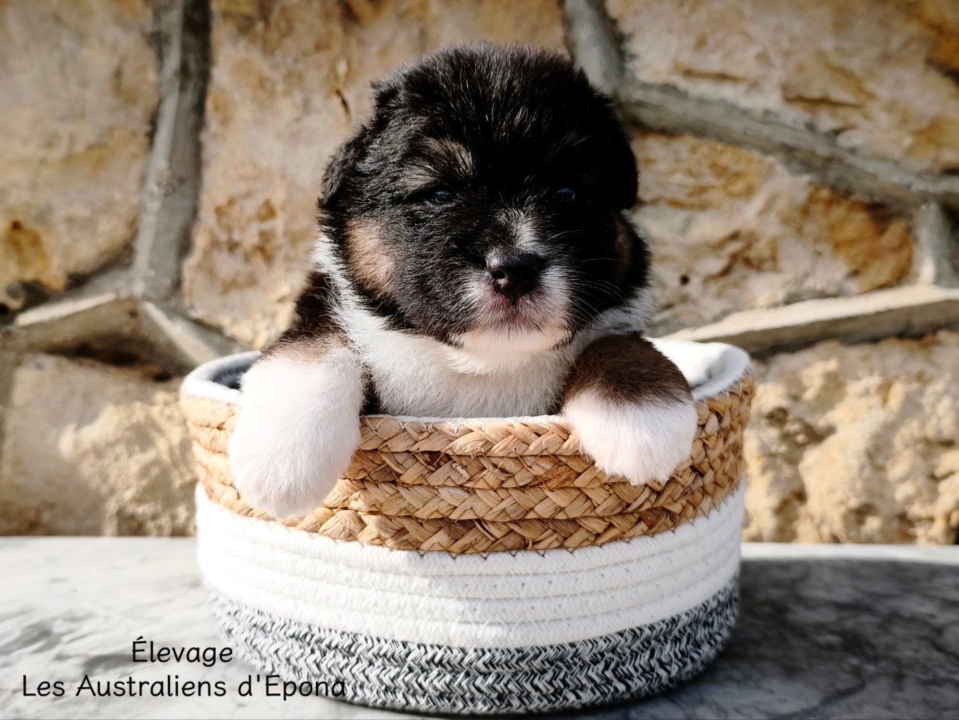 Des Australiens d'Epona - Chiots disponibles - Berger Australien