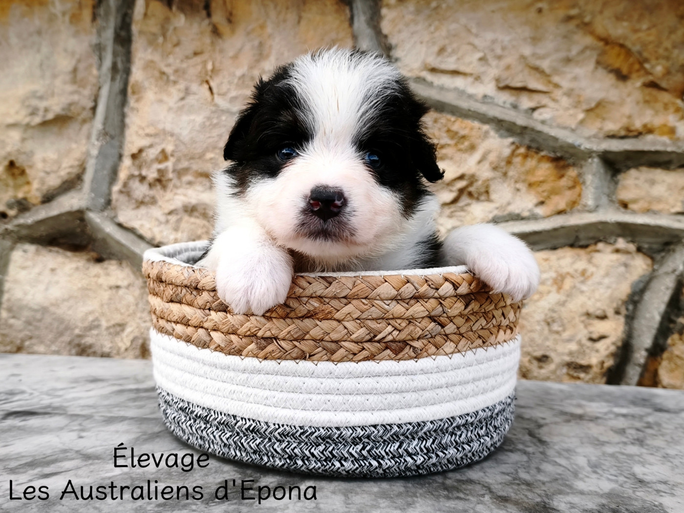 Des Australiens d'Epona - Chiots disponibles - Berger Australien