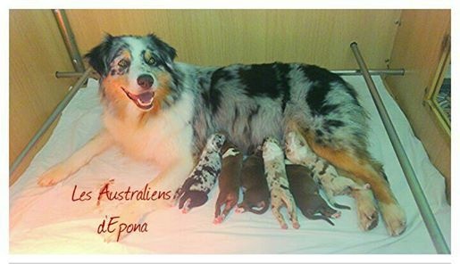 Chiot Berger Australien Des Australiens d'Epona