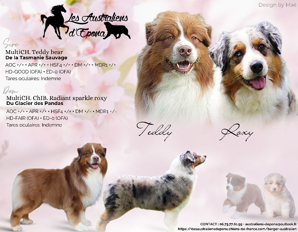 Chiot Berger Australien Des Australiens d'Epona