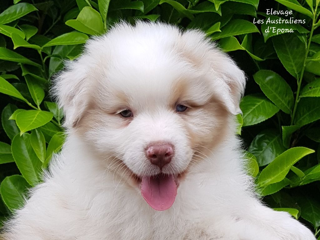Des Australiens d'Epona - Chiots disponibles - Berger Australien