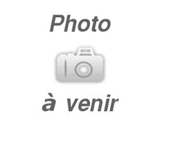 Des Australiens d'Epona - Chiots disponibles - Berger Australien
