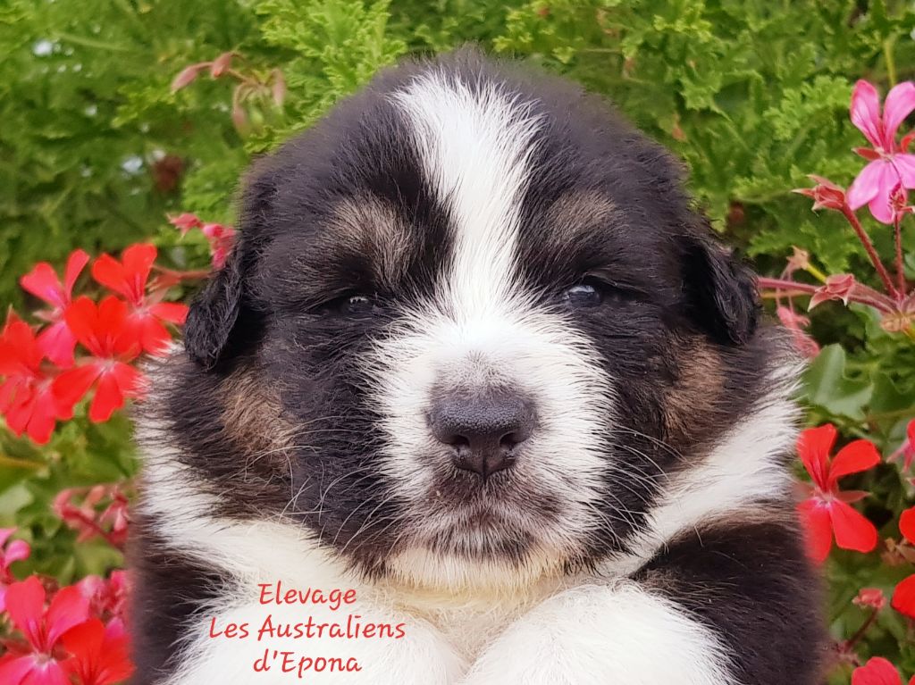 Des Australiens d'Epona - Chiots disponibles - Berger Australien