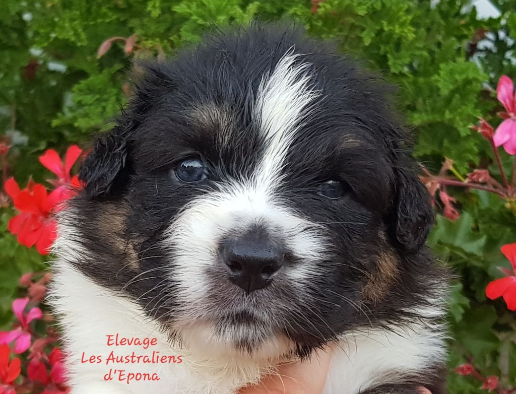 Des Australiens d'Epona - Chiots disponibles - Berger Australien