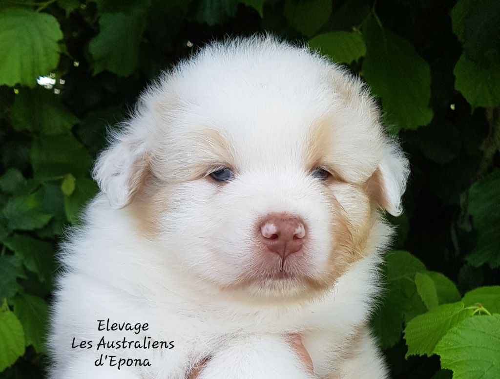 Des Australiens d'Epona - Chiots disponibles - Berger Australien