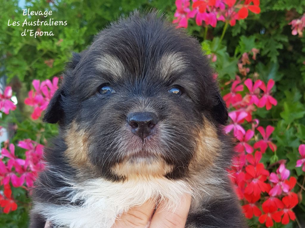 Des Australiens d'Epona - Chiots disponibles - Berger Australien