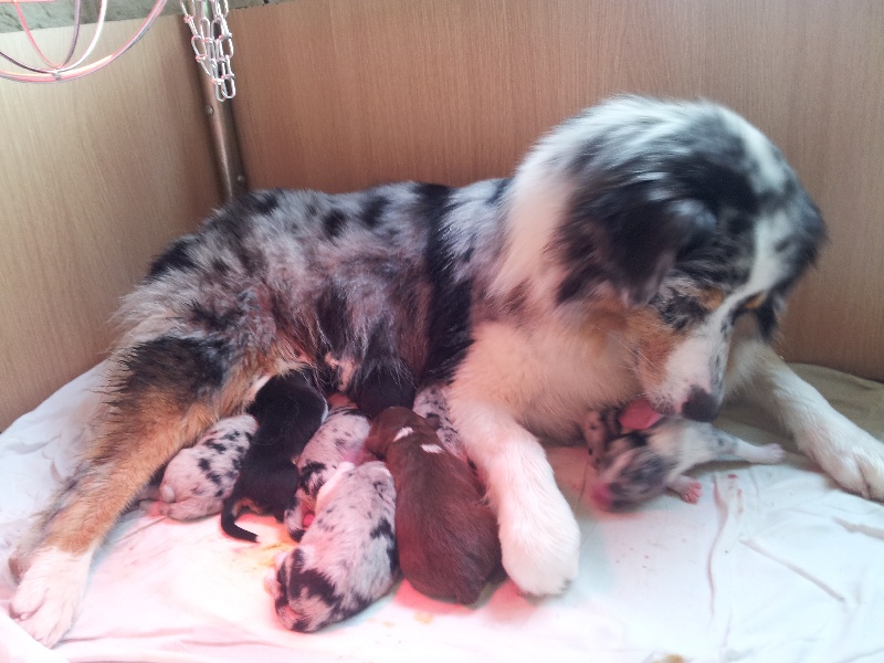 Chiot Berger Australien Des Australiens d'Epona