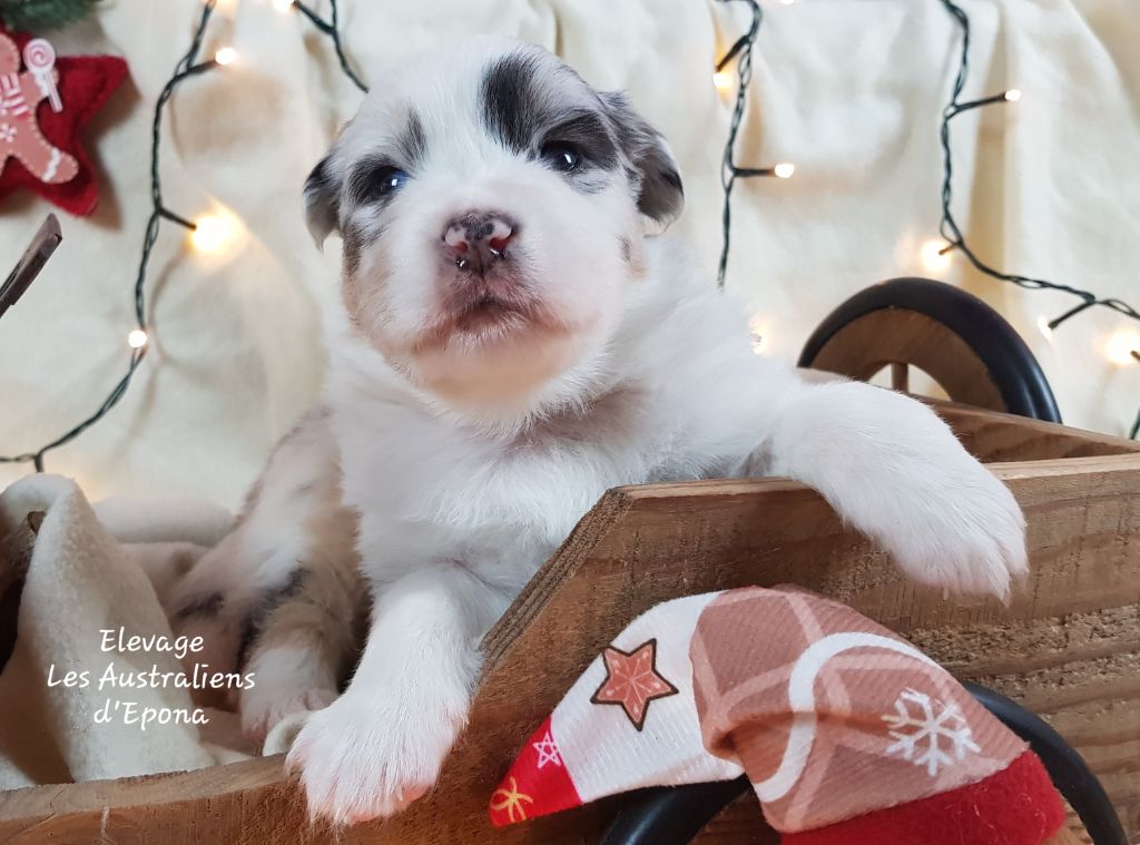 Des Australiens d'Epona - Chiots disponibles - Berger Australien