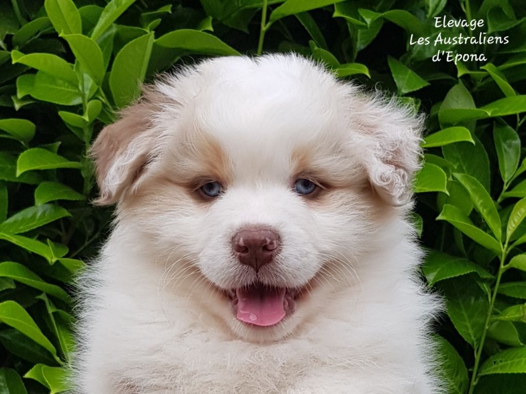 Des Australiens d'Epona - Chiots disponibles - Berger Australien