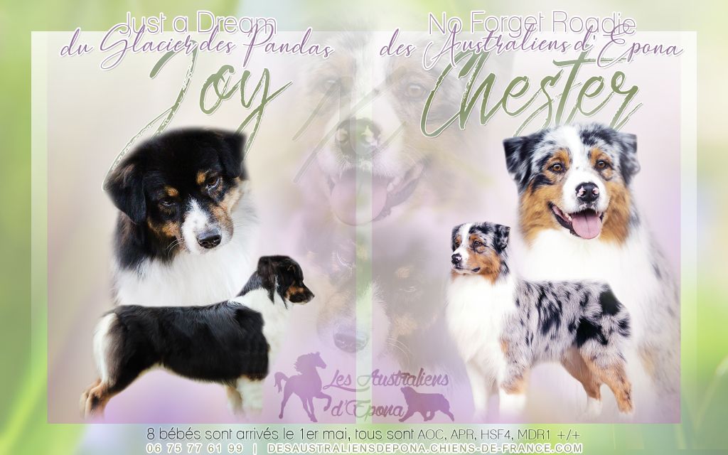 Chiot Berger Australien Des Australiens d'Epona