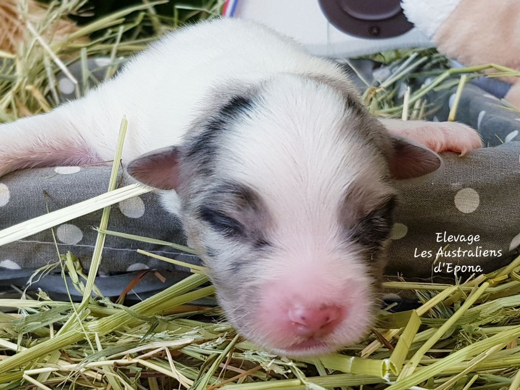 Des Australiens d'Epona - Chiots disponibles - Berger Australien