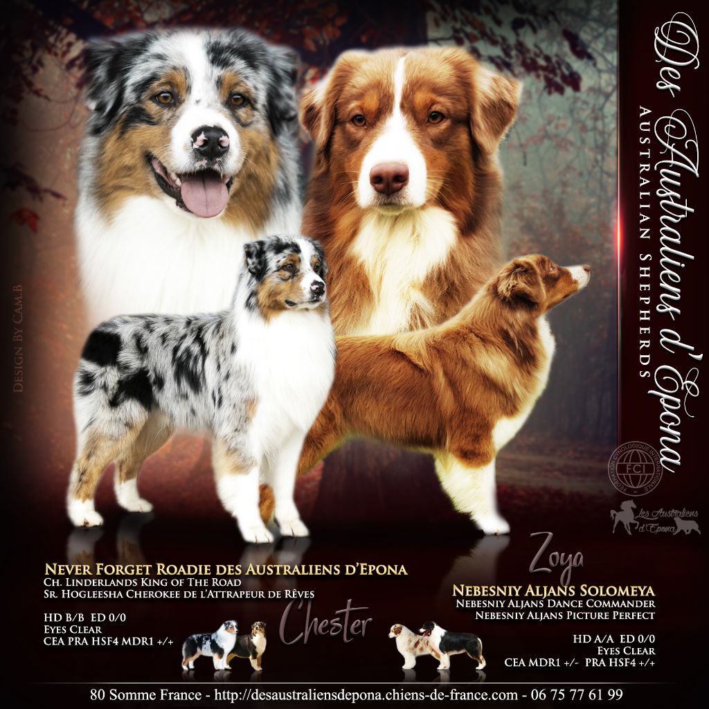 Chiot Berger Australien Des Australiens d'Epona