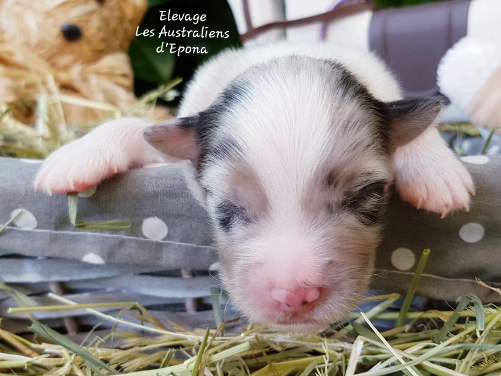 Des Australiens d'Epona - Chiots disponibles - Berger Australien