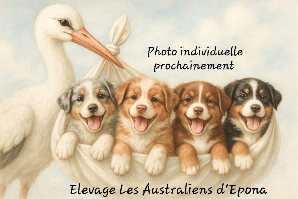 Des Australiens d'Epona - Chiots disponibles - Berger Australien
