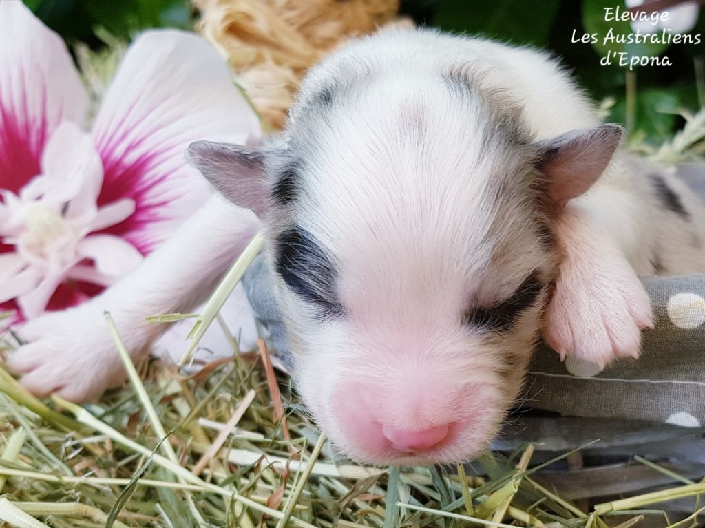Des Australiens d'Epona - Chiots disponibles - Berger Australien