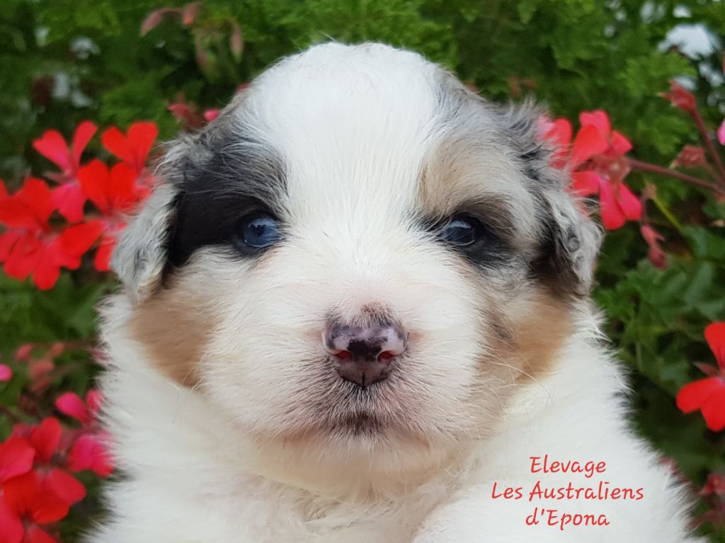 Des Australiens d'Epona - Chiots disponibles - Berger Australien