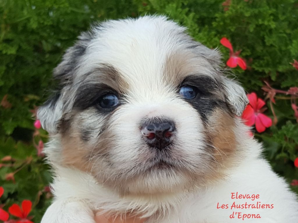 Des Australiens d'Epona - Chiots disponibles - Berger Australien
