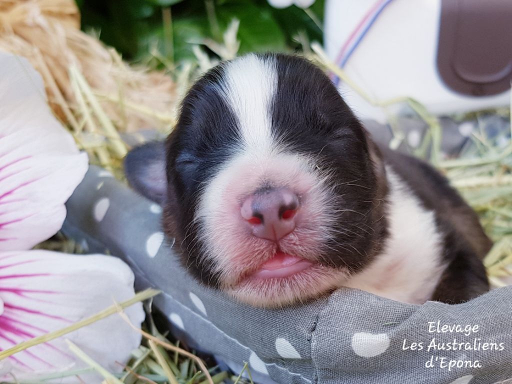 Des Australiens d'Epona - Chiots disponibles - Berger Australien