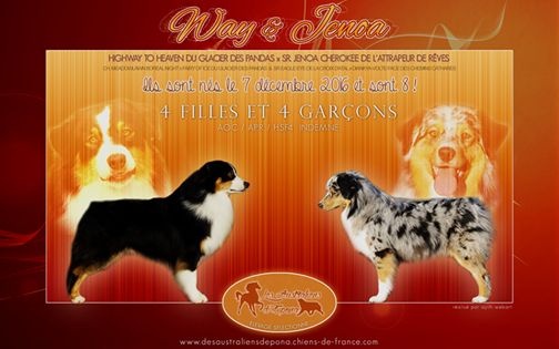 Chiot Berger Australien Des Australiens d'Epona