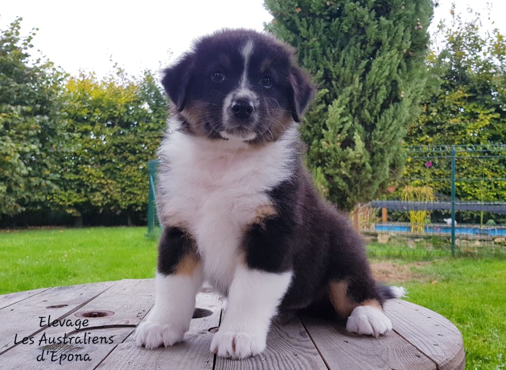Des Australiens d'Epona - Chiots disponibles - Berger Australien