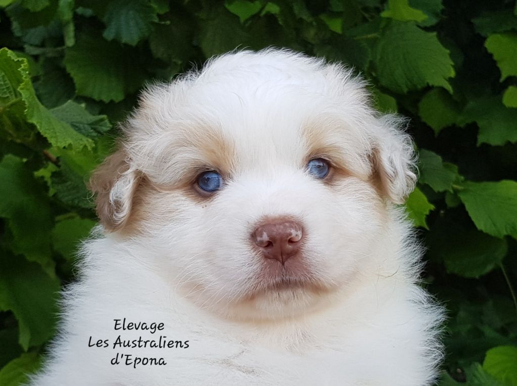 Des Australiens d'Epona - Chiots disponibles - Berger Australien