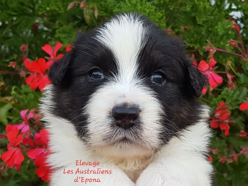 Des Australiens d'Epona - Chiots disponibles - Berger Australien